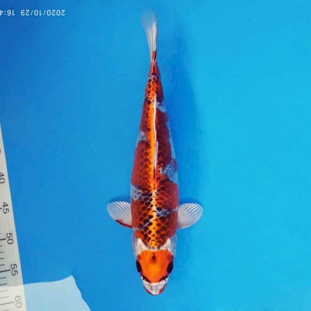 KENZEI 5 ~ MARUTEN KUJAKU ™