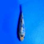 Doitsu shiro f1 good one koi