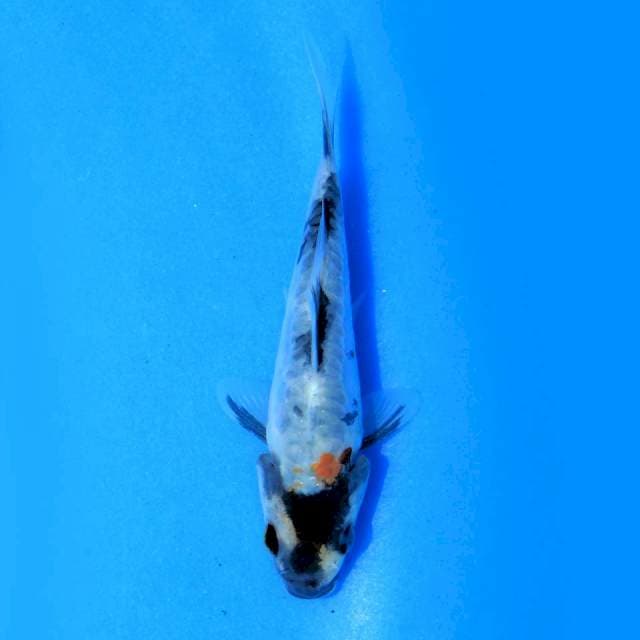 Doitsu shiro f1 good one koi