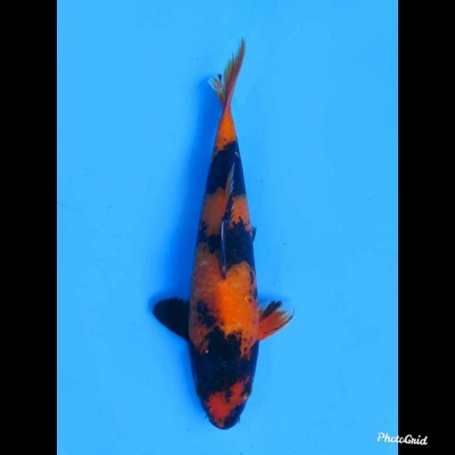 26cm Male , Hi Utsuri