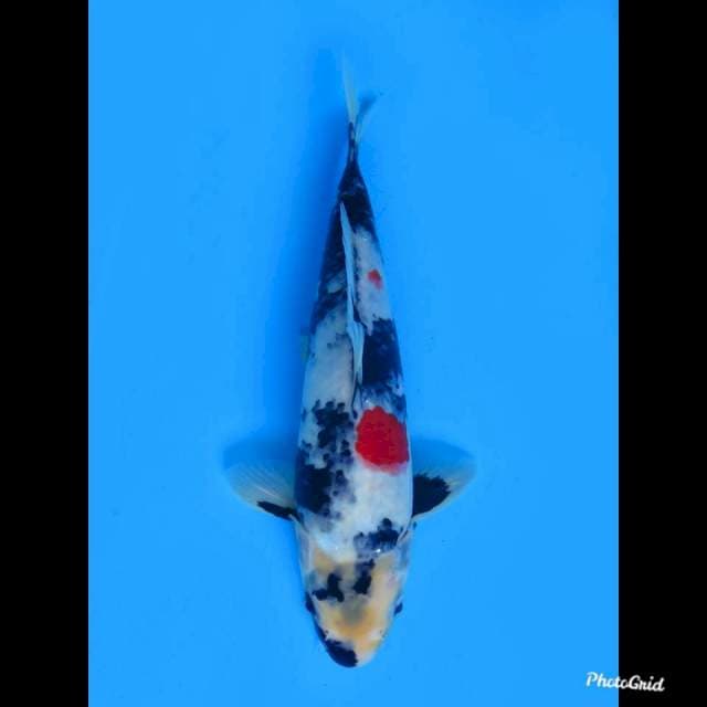 26cm Male , Kindai Showa