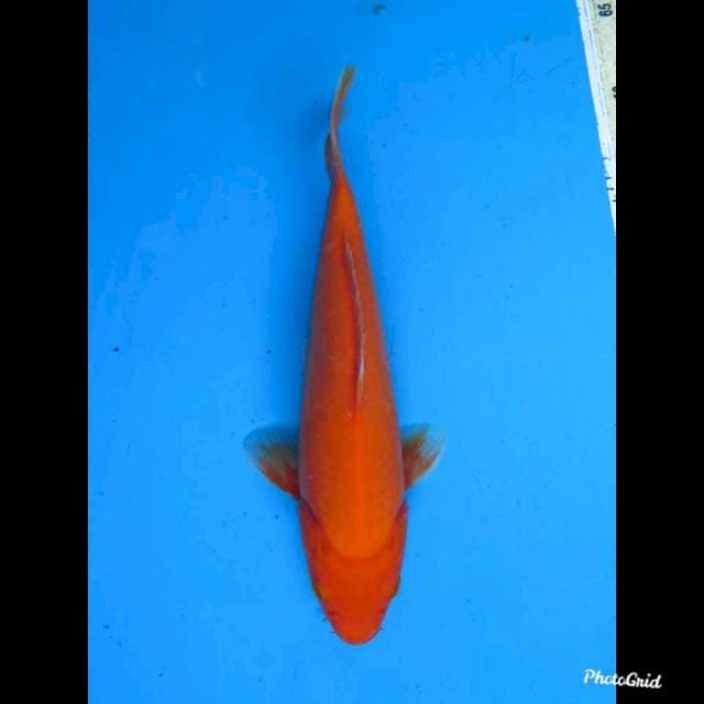 25cm fml , Aka Hajiro 