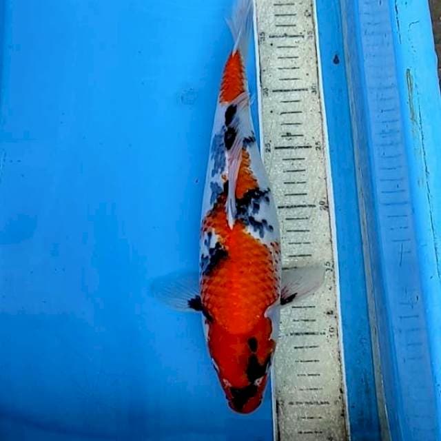Showa 35cm