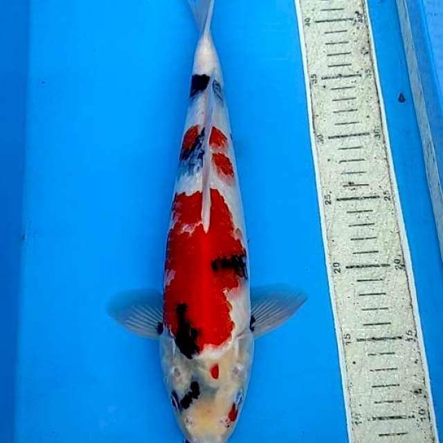 Showa 37cm