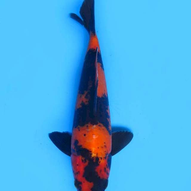 22cm , Hi Utsuri Super Halus