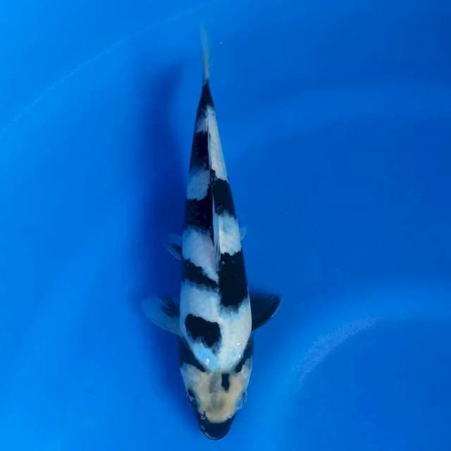 Ichimatsu shiro utsuri