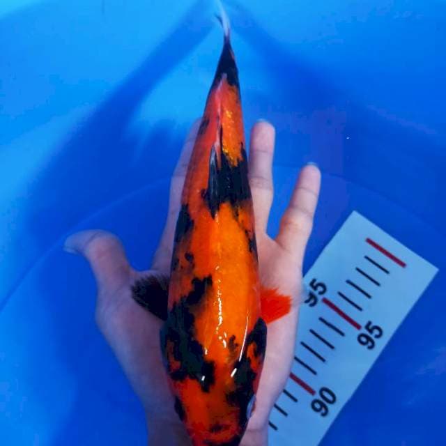 Hi Showa (25cm)