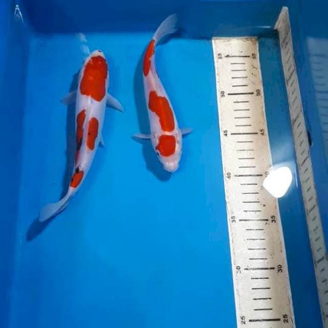 SANKE KOHAKU DOITSU SQ 20&21 CM 