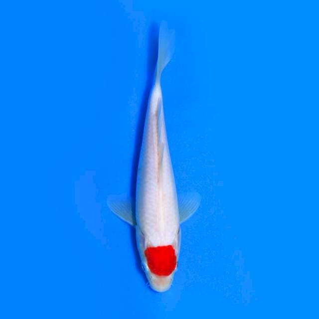 Tancho kohaku strong