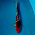 GOSHIKI 40CM