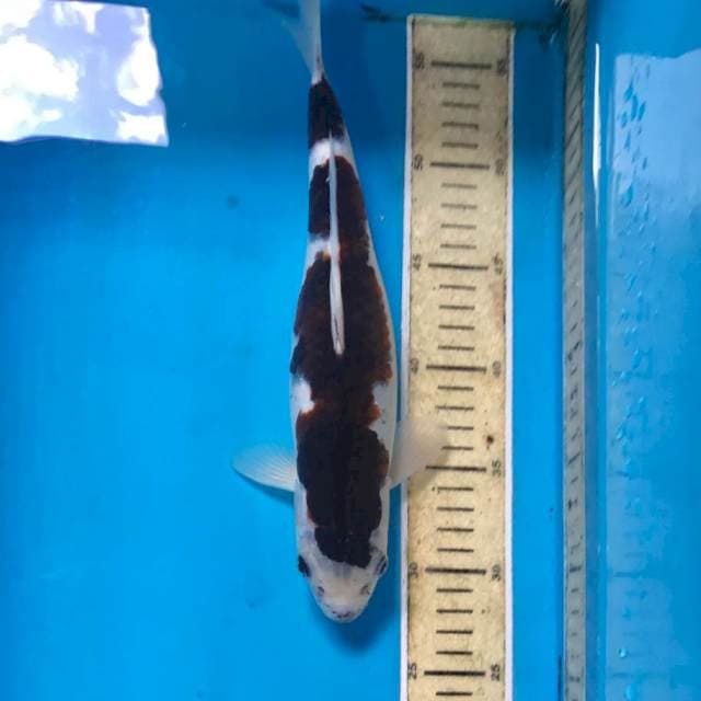 Budo Goromo, 30 cm