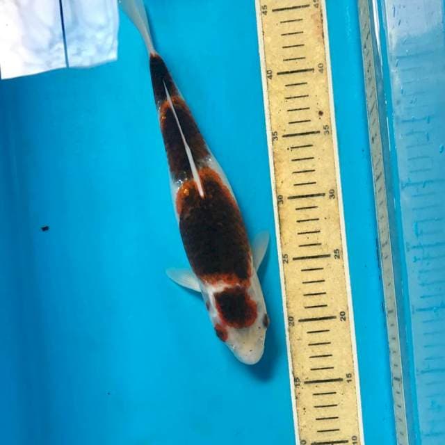 Budo Goromo, 29 cm