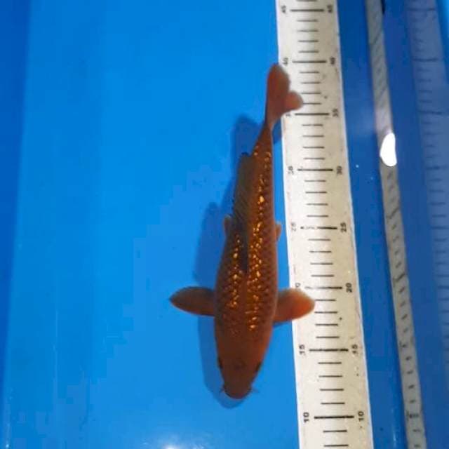 CHAGOI TEMBAGA GINDRIN 25 CM JANTAN