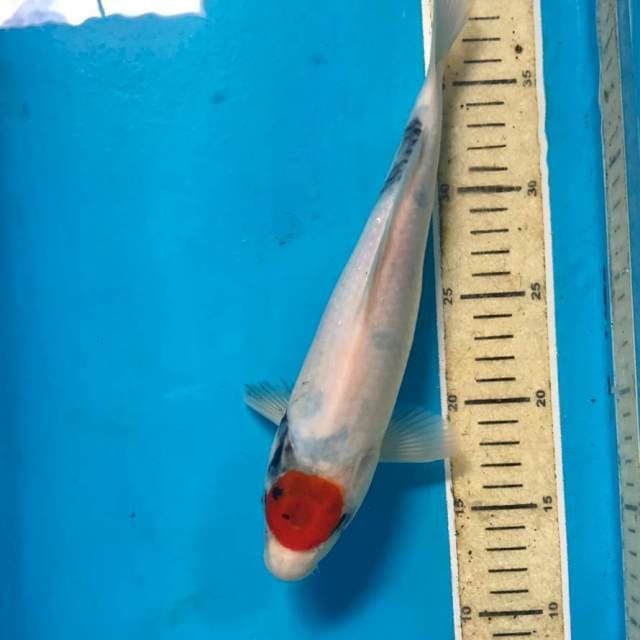 Tancho Showa, 28 cm