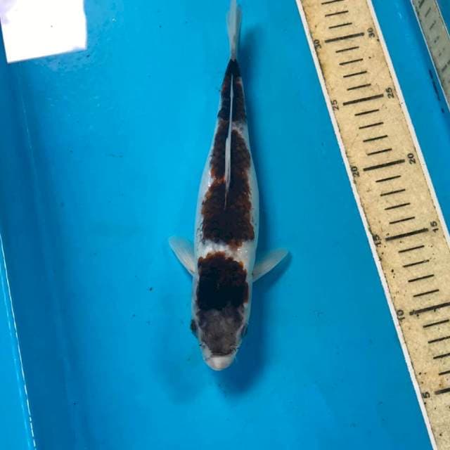 Budo Goromo, 25 cm