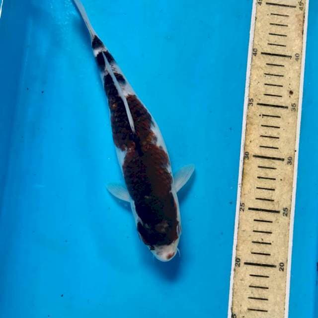 Budo Goromo, 26 cm