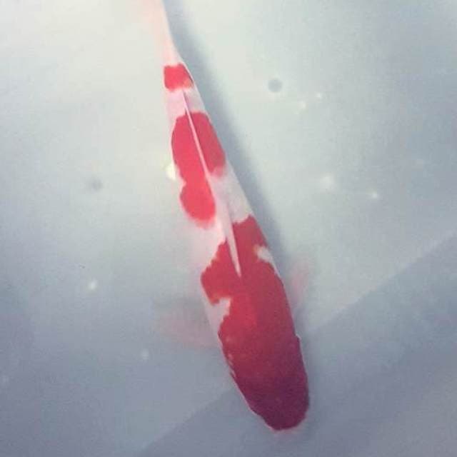 KOHAKU 3 STEP BODY TORPEDO PUNUK MERAH PEKAT 26