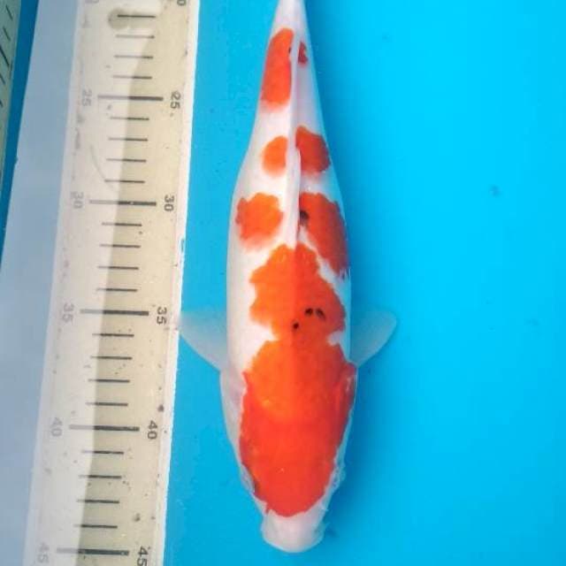 Sanke 29cm