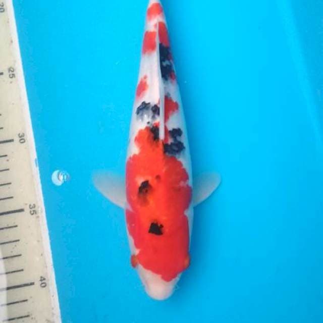 Sanke 26cm strong