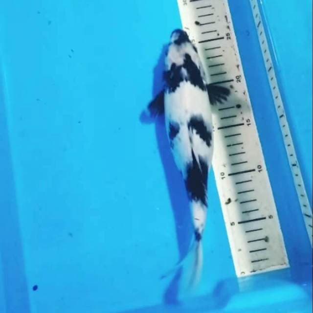 Shiro 27cm