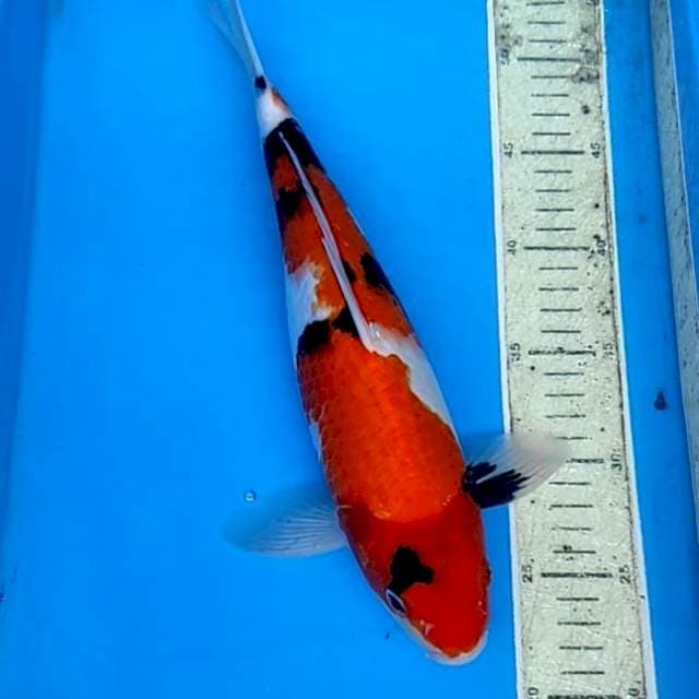 Showa 35cm
