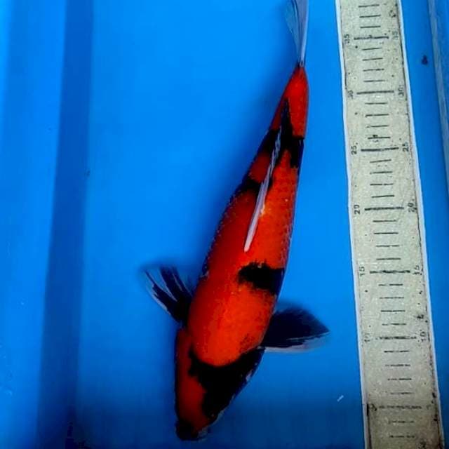 Hi Showa 37cm