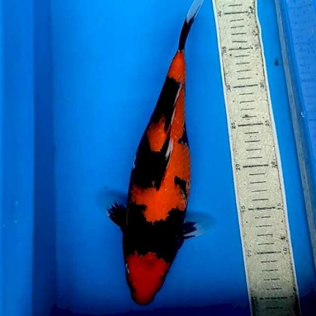 Hi Showa 35cm