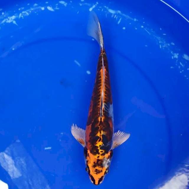 kawarimono 26 cm