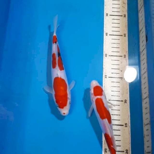 KOHAKU & SANKE DOITSU HQ 20 & 21 CM