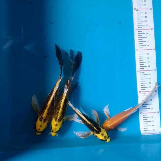 Kumpay Kabuto 4rkor 17-20cm