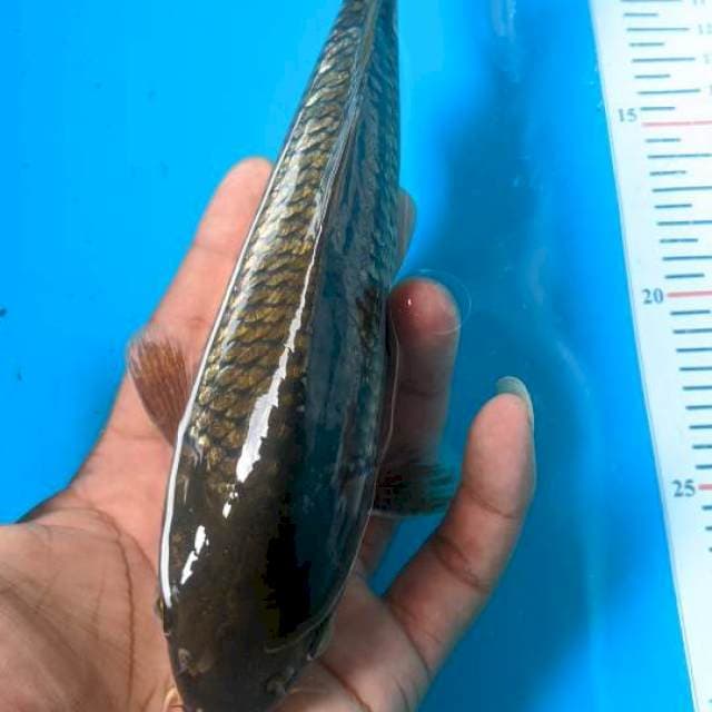 Cagoi gindrin 23cm