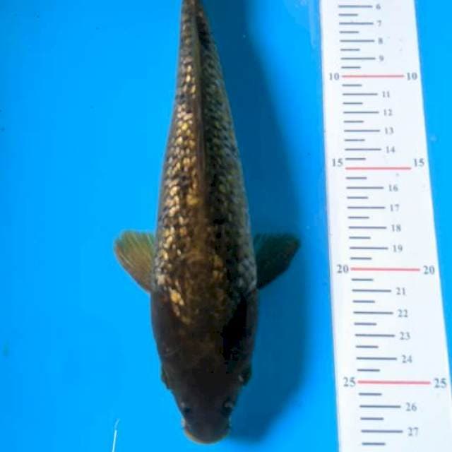 Cagoi gindrin 26cm