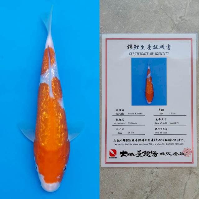 dainichi ginrin 26cm serti