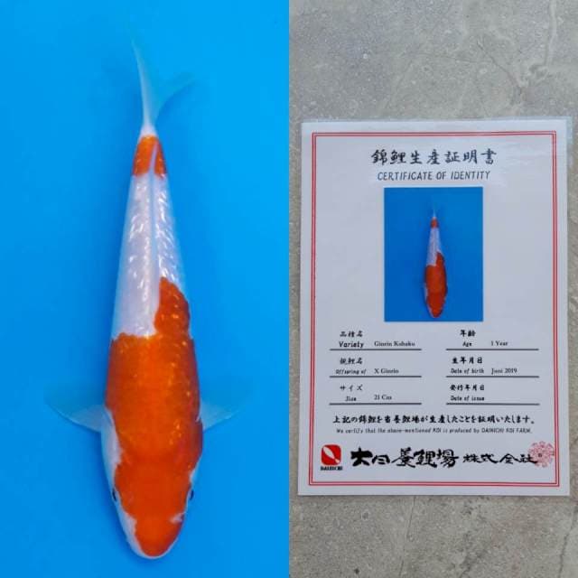 dainichi ginrin 22cm serty