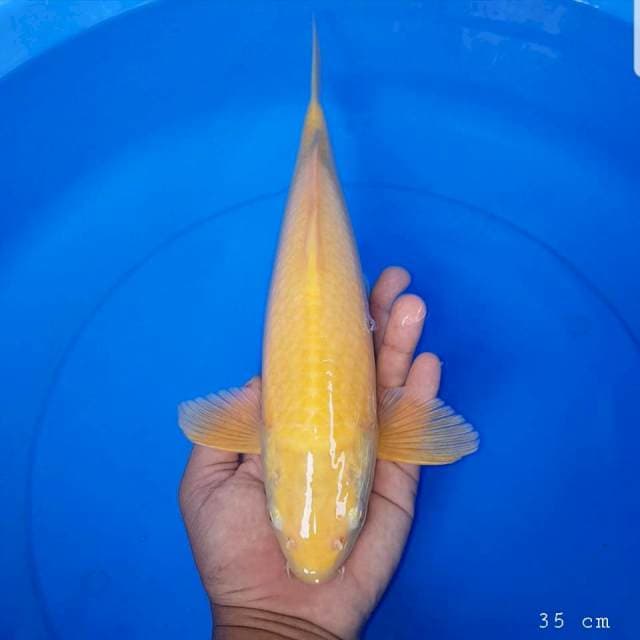 Karasi mata merah 35 cm
