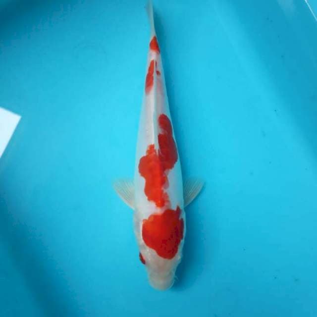 Kohaku doitsu 19cm