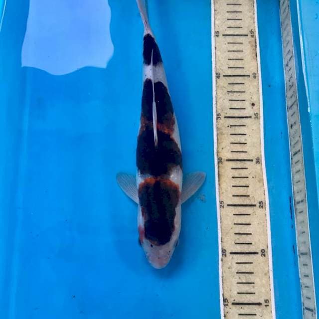 Budo Goromo, 30 cm