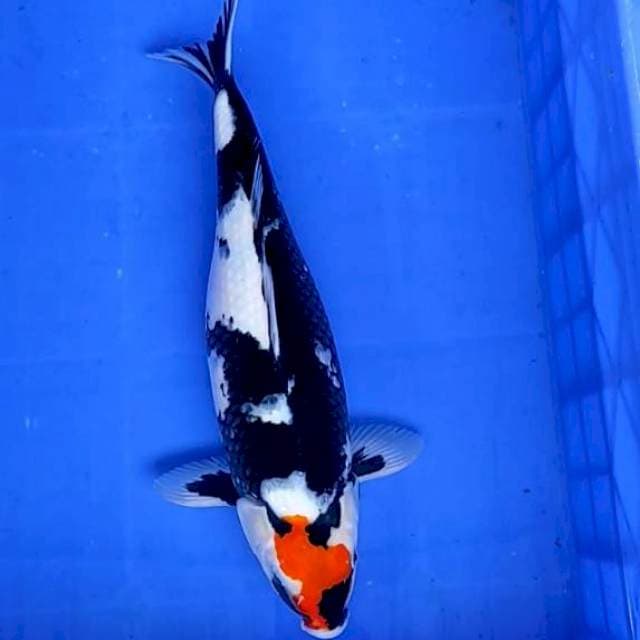 Tancho Showa 42cm