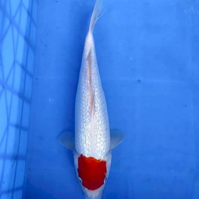 Tanco Kohaku ginrin 35cm