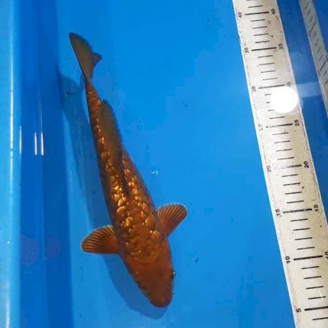 CHAGOI TEMBAGA SISIK NAGA GINDRIN JANTAN 30 CM