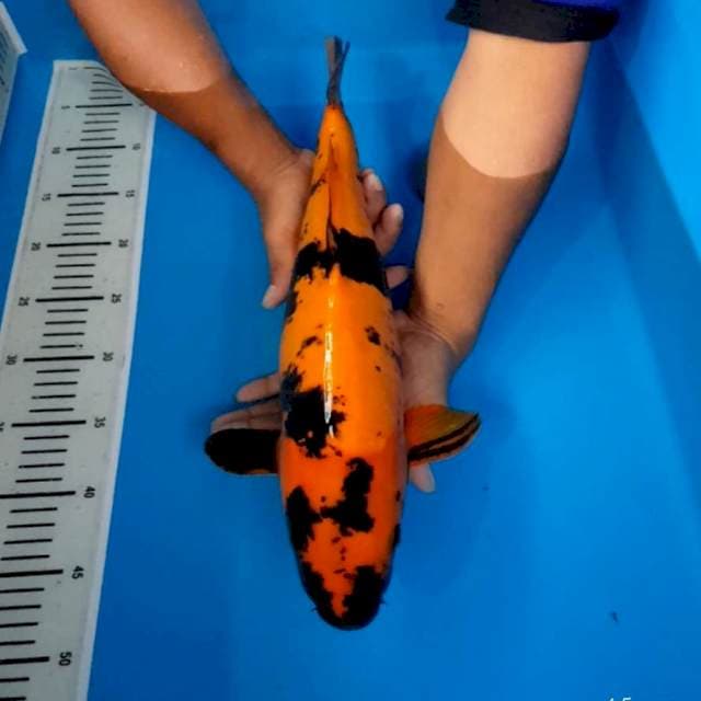 Hi utsuri doitsu mulus 45 cm
