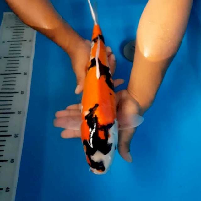 Showa doitsu original 40 cm