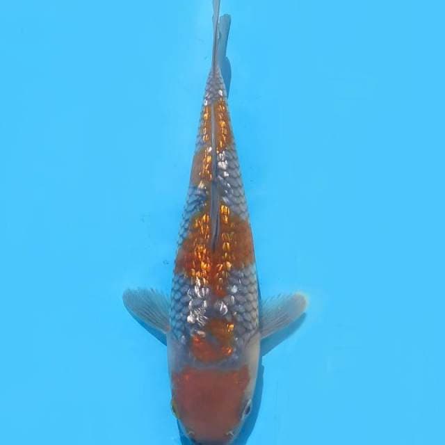 22cm , SQ Ochiba Ginrin