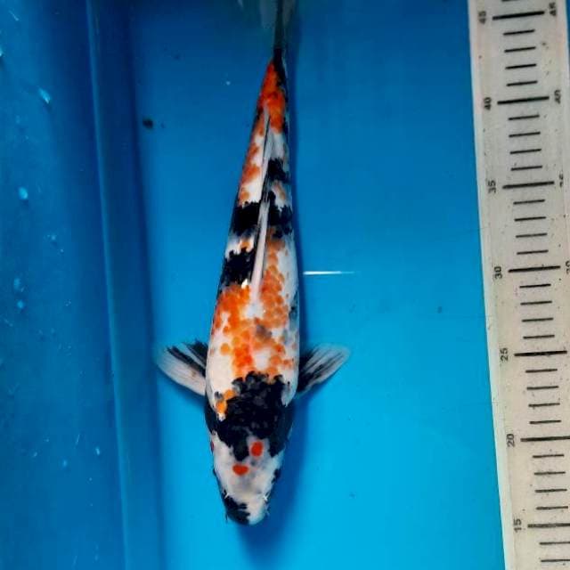showa 32cm
