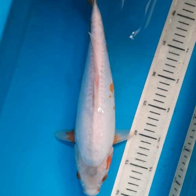 shusui 30cm