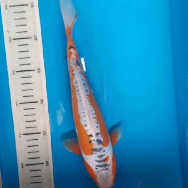 shusui 30cm
