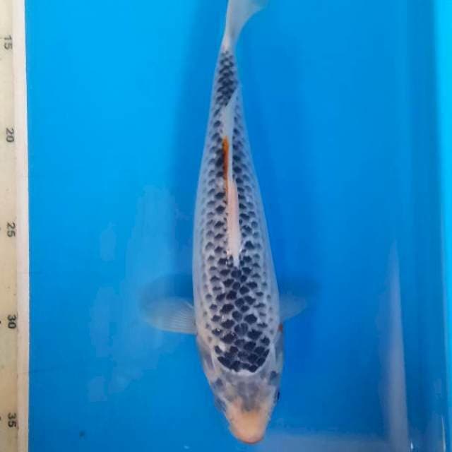 asagi 24cm