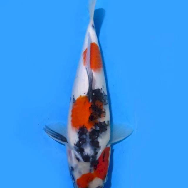 30cm ,  Kindai Showa 