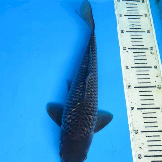 38cm , Jumbo Soragoi Ginrin