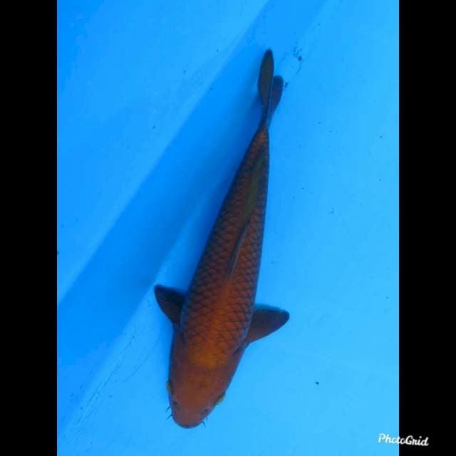 29cm Male , Chagoi Tembaga